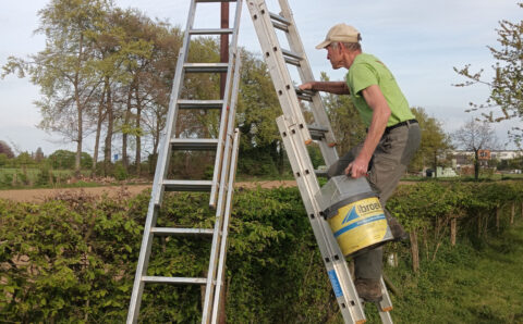 Man op ladder houdt verfemmer vast, naast heggen en bomen in een plattelandsgebied.