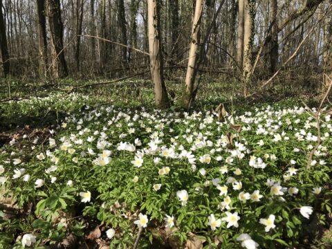 Bosrijke omgeving met een veld vol witte bloemen bij zonlicht.