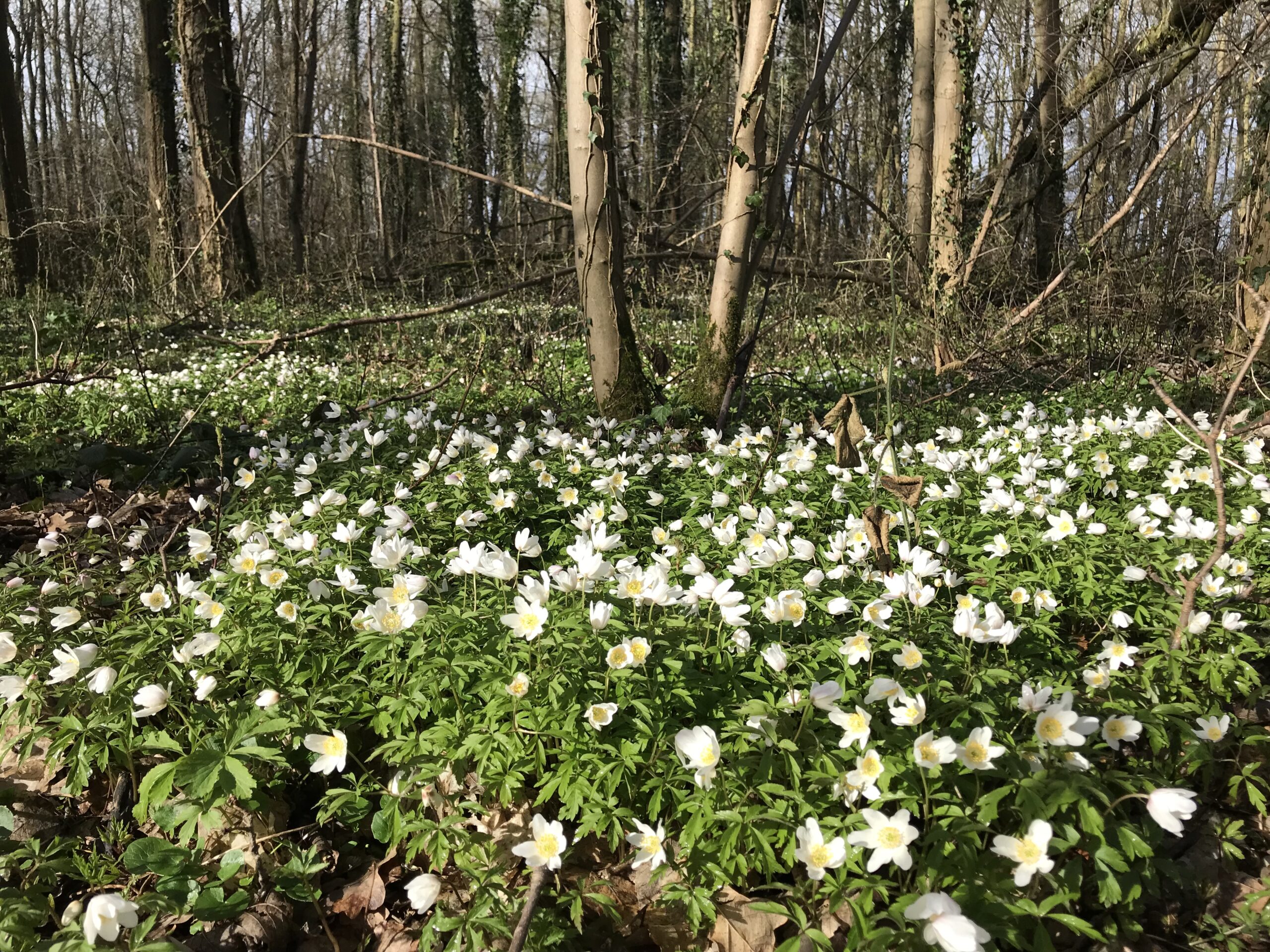 Bosrijke omgeving met een veld vol witte bloemen bij zonlicht.