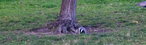 Das schuilt onder boom in grasveld.
