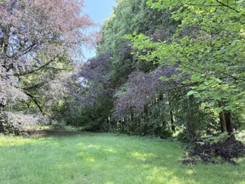 Groene en paarse bomen omringen een zonnige open plek in een bos.