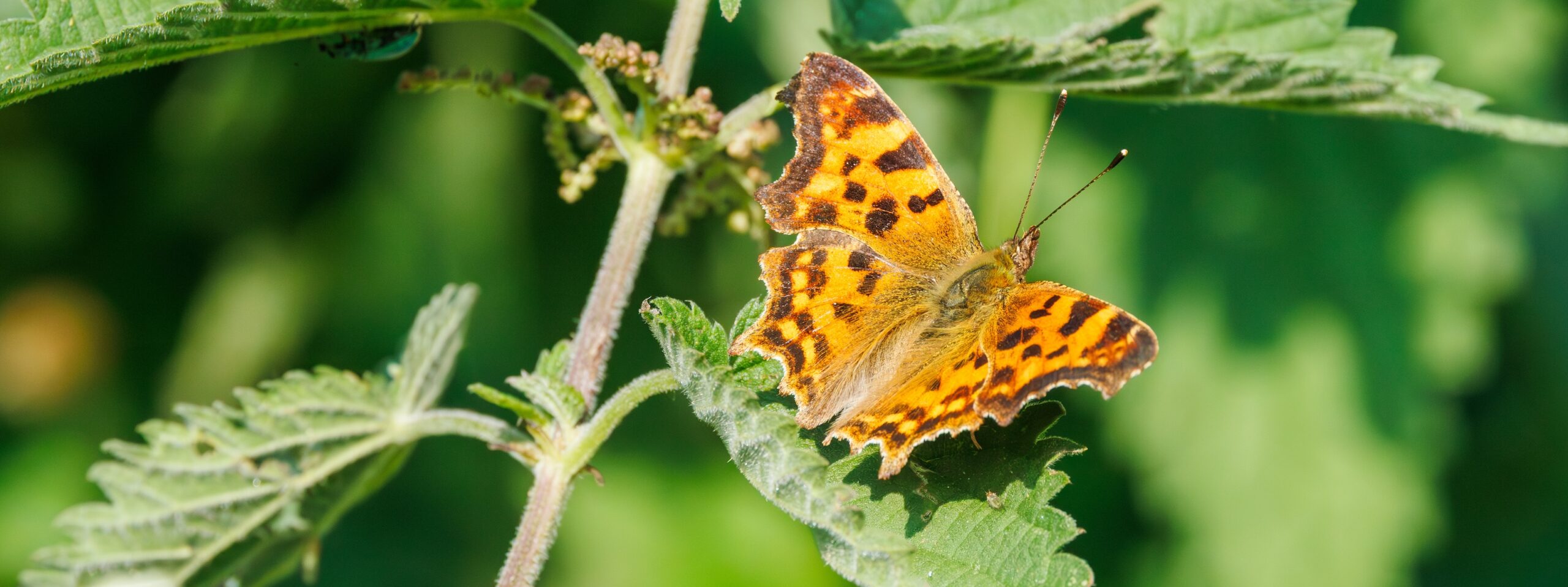 Oranje vlinder met donkere vlekken rust op een groene plant, omlijst door wazige bladeren.