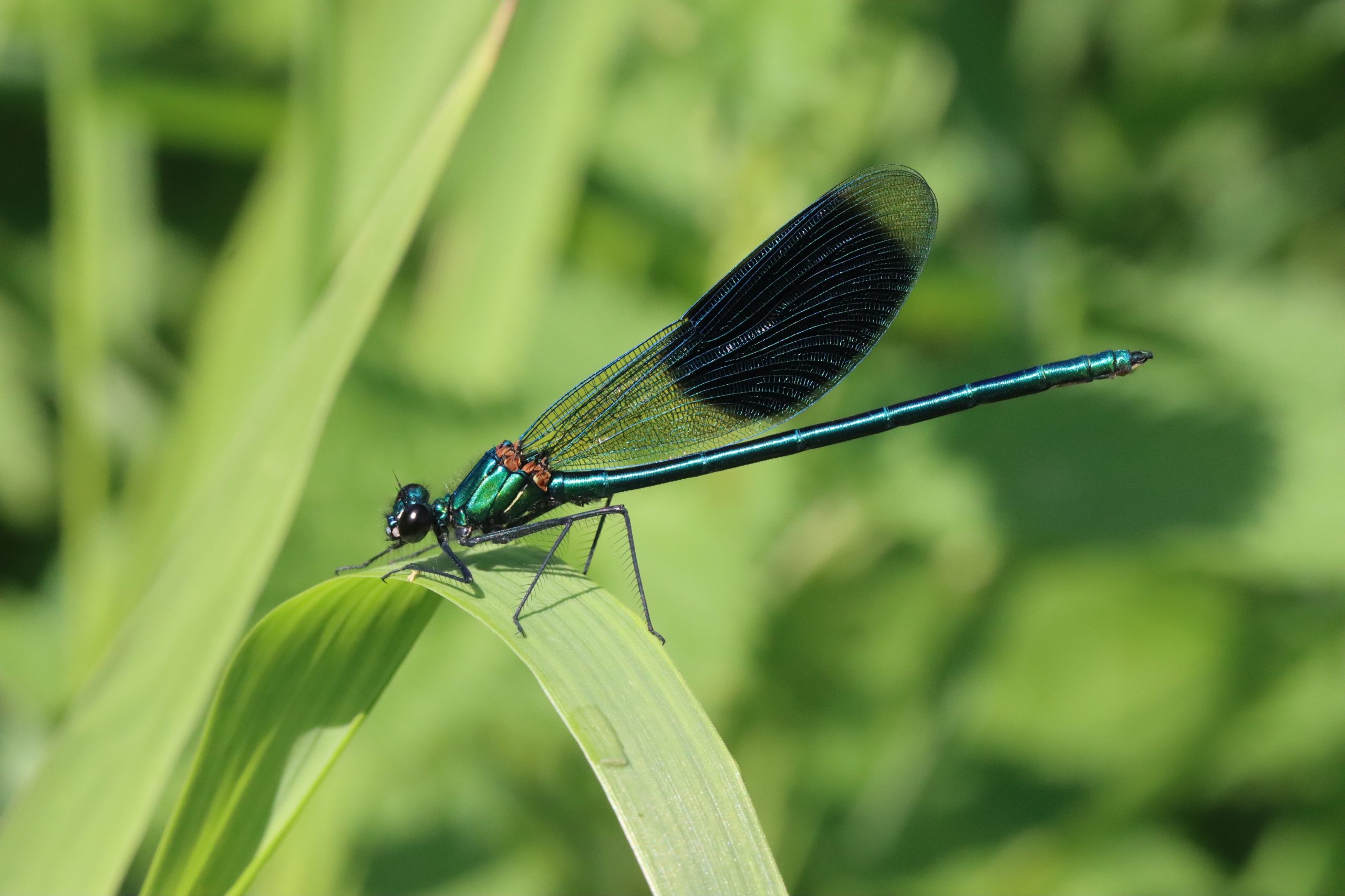 Grote libel met iriserende blauwe tinten, zittend op een groen blad in dichtbegroeid groen.