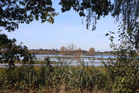 Uitzicht op een meer omlijst door bomen en riet onder een blauwe lucht.