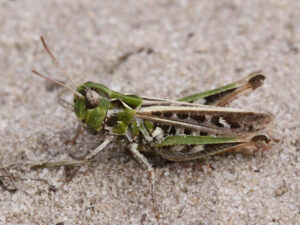 Groene sprinkhaan op zandgrond, zijaanzicht, gedetailleerd met vleugels en antennes zichtbaar.
