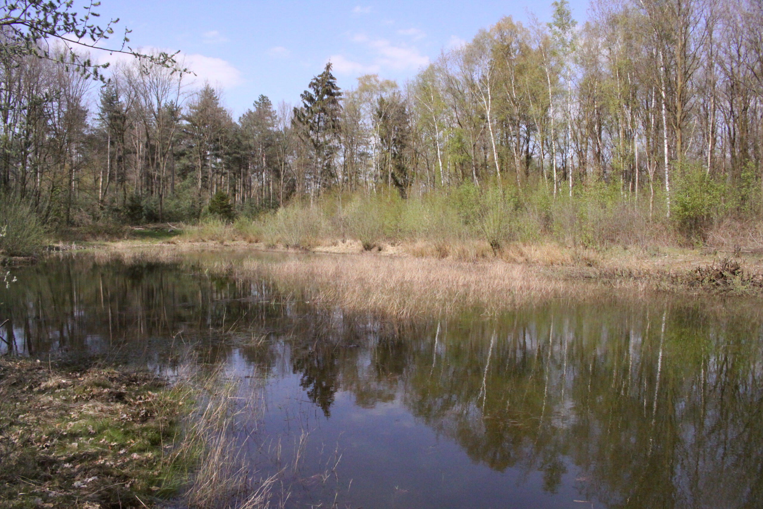 Rustige vijver omgeven door bos en riet, weerspiegeld in het water onder een blauwe lucht.