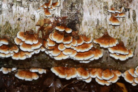 houtverteerder