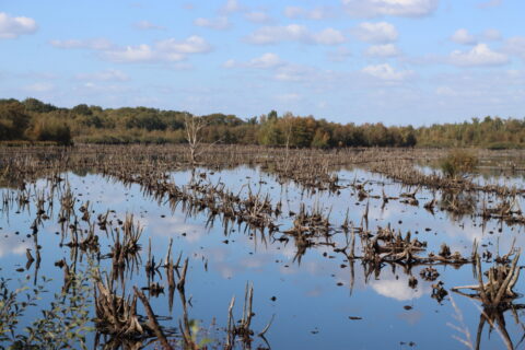 Natter maar geen hoogveen