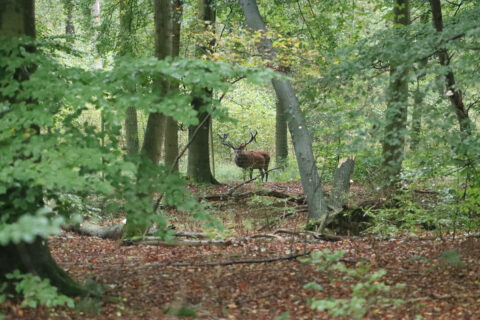 Edelhert in bos, omringd door groene bomen en bladeren, kijkt naar de camera tussen boomstammen.