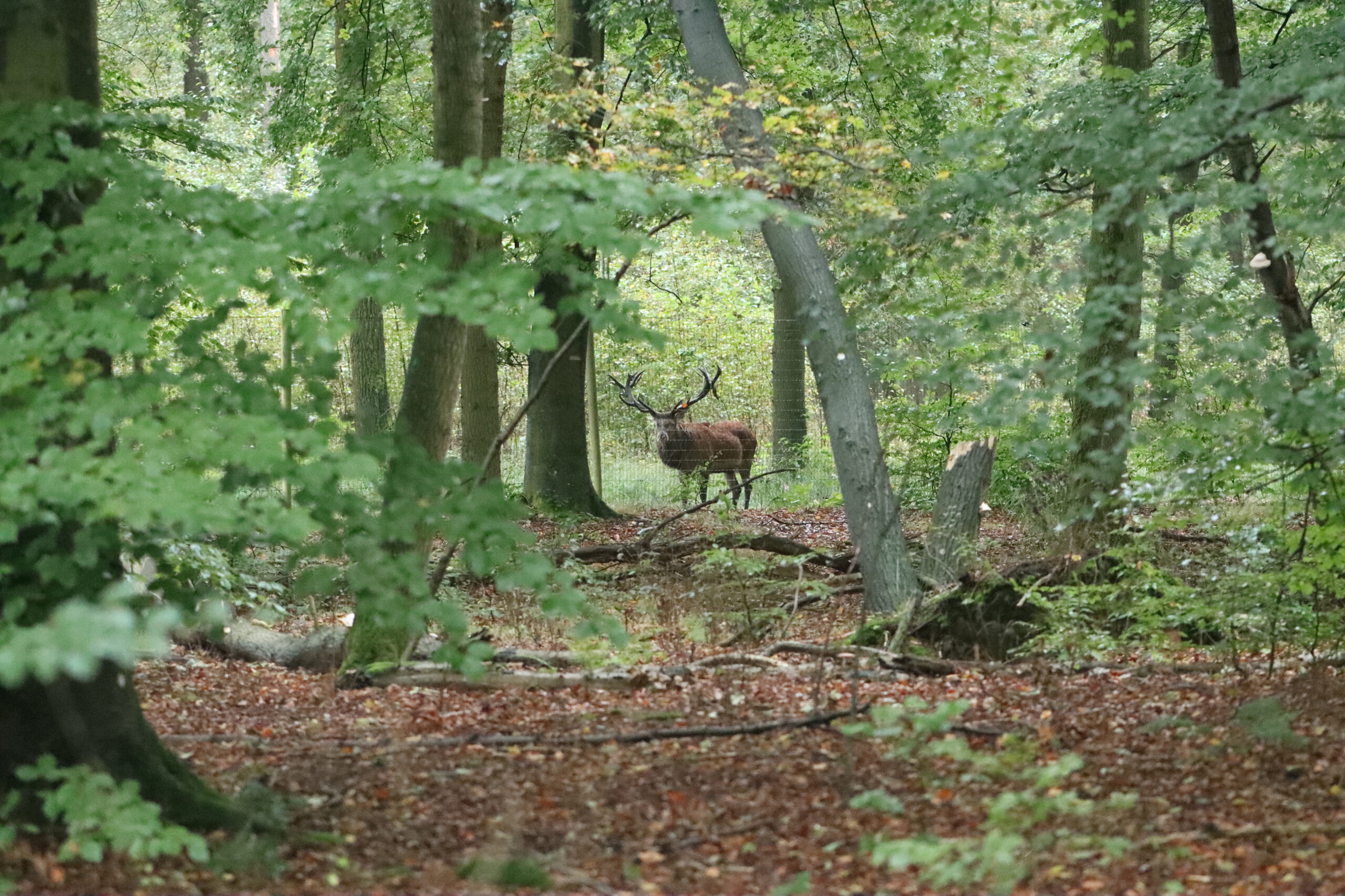 Edelhert in bos, omringd door groene bomen en bladeren, kijkt naar de camera tussen boomstammen.