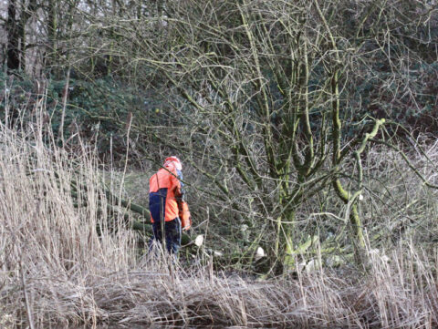 Persoon in oranje werkkleding zaagt boom bij een begroeide oever.