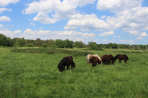 Een groep pony's graast op een groene weide onder een blauwe lucht met wolken.