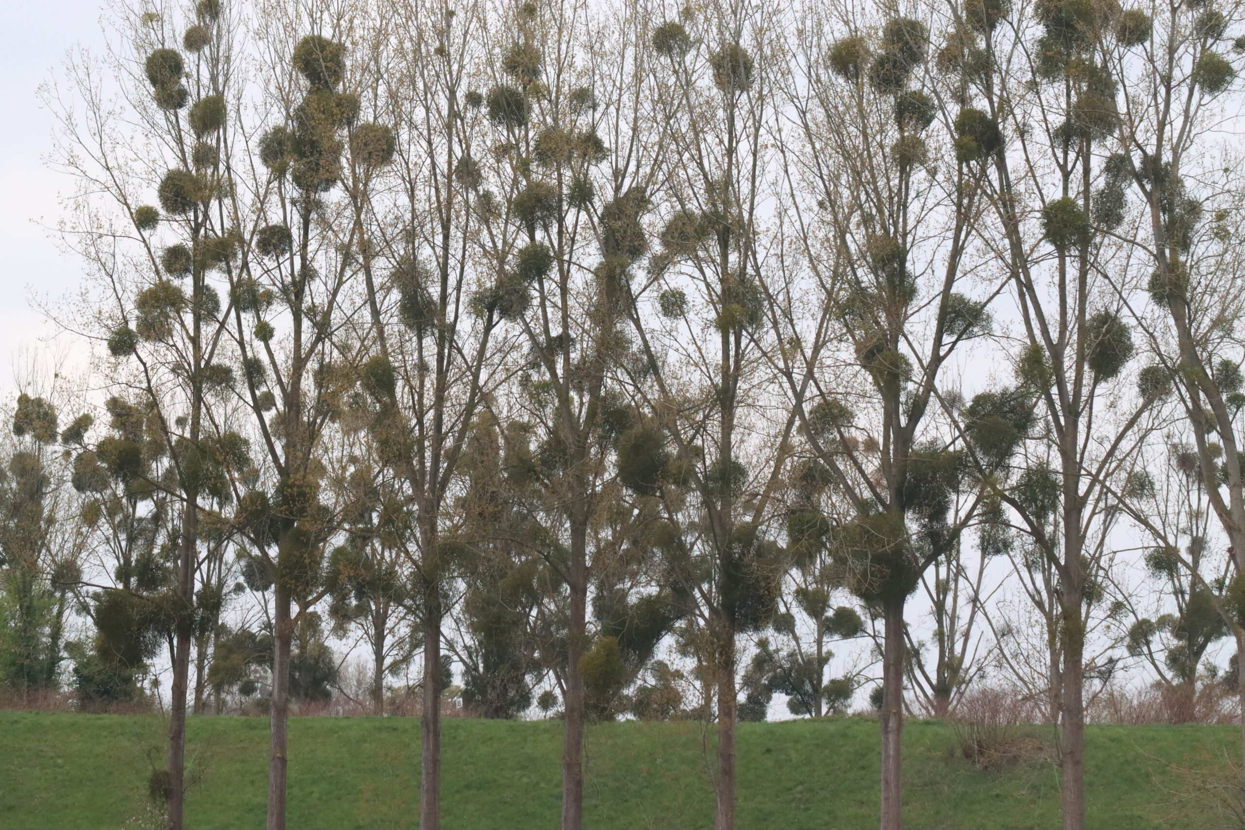 Rij hoge bomen met veel maretakken op kale takken tegen een bewolkte hemel.