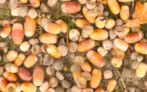 Eikels en doppen liggen verspreid op de grond met blaadjes en mos eromheen.