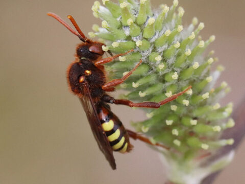 Wesp op groene bloeiwijze met harige stengel, neutrale achtergrond.