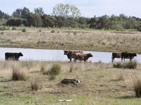Koeien grazen bij een vijver in een uitgestrekt grasland met bomen op de achtergrond.
