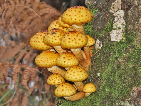 Gele paddenstoelen groeien op een met mos bedekte boomstam in een bosrijke omgeving.