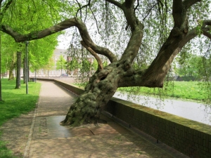 Den Bosch_Weichselboom_s