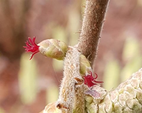 hazelaar vrouwelijke bloem