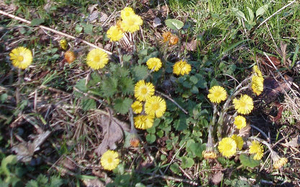 Basis natuurcursus Den Bosch