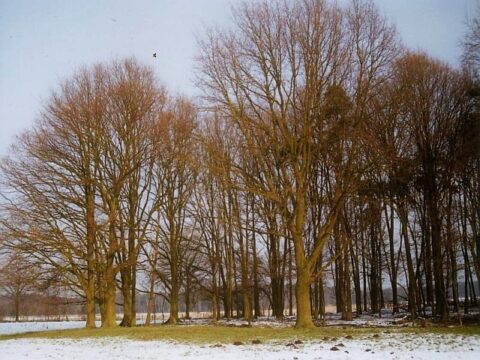 bomen op de pettelaar
