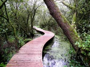 Vlonderpad moerputten