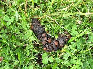 vossenkeutel_b300 (1)