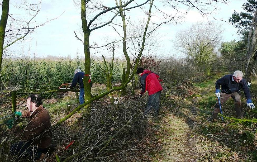 Mensen snoeien bomen in een bosgebied op een zonnige dag.