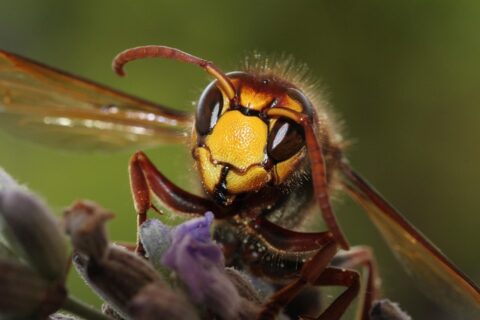 Close-up van een hoornaar op paarse bloem tegen een groene achtergrond.