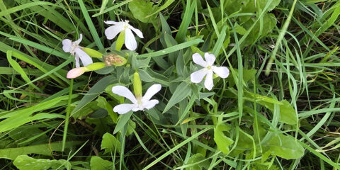 Witte bloemen met vijf bloemblaadjes tussen groene grassprieten en bladeren.
