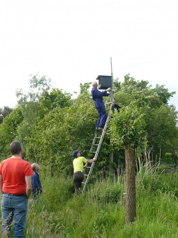 torenvalkenkast