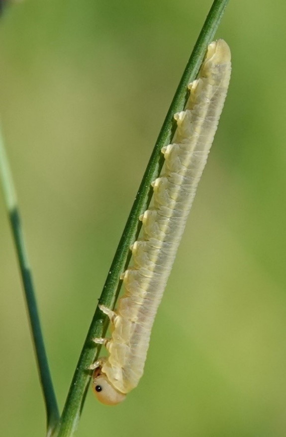 bastaardrups