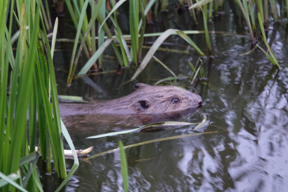 bever in meander