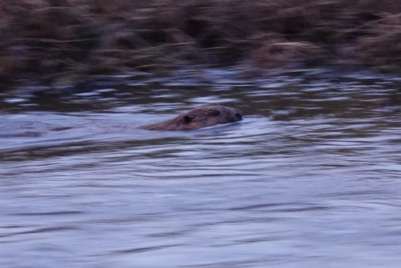 Bever uitvergroot