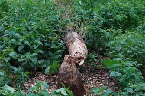 boom_bever_1