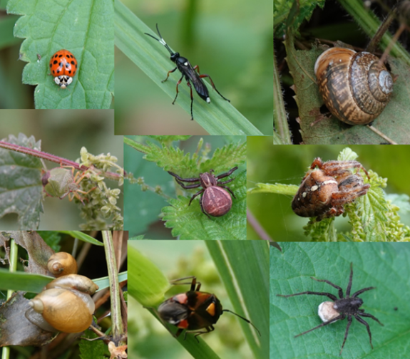 collage op randnetels en gras