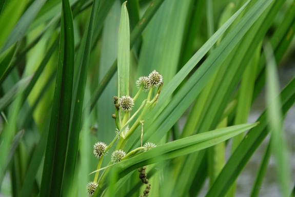 Grote egelskop