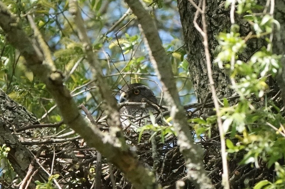 Havik op nest