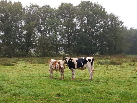 Biodiversiteit in Aa en Hunze