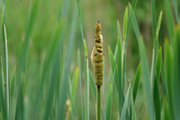Lisdodde