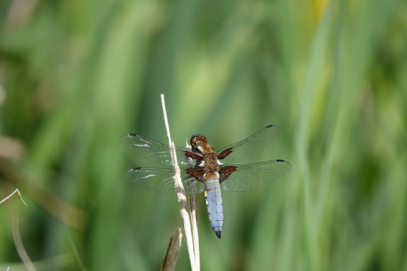 Platbuik mannetje