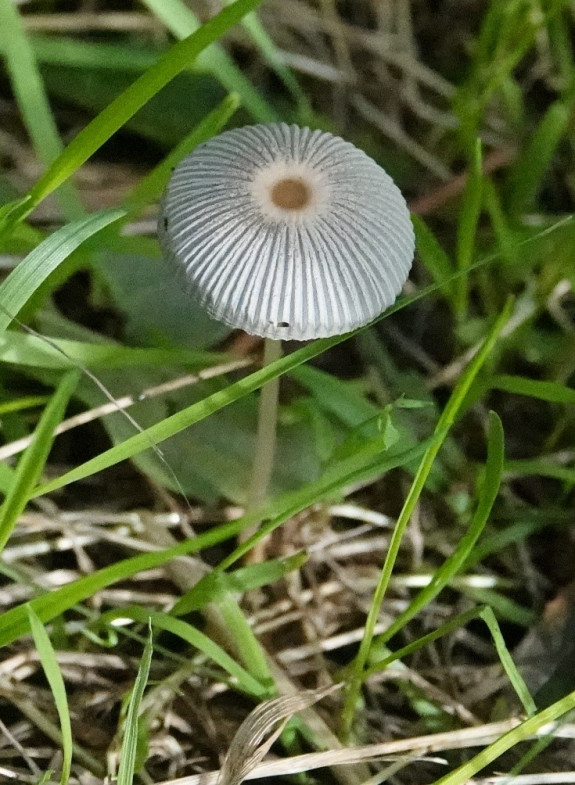 plooirokje