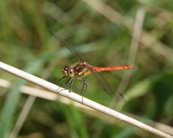 steenrode heidelibel