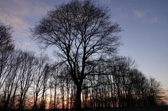 bomen , ondergaande zon