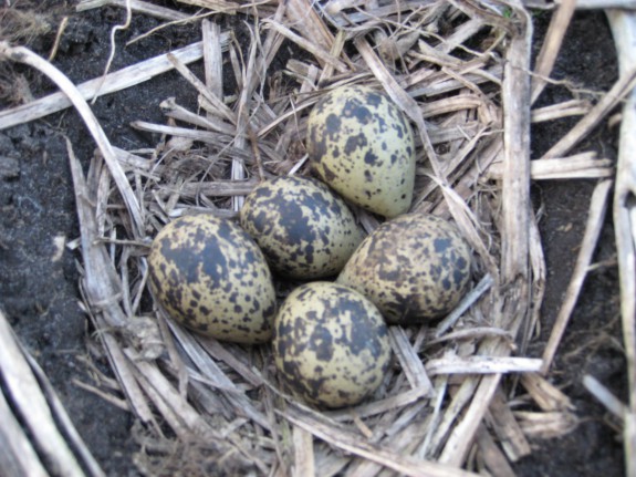 weidevogels-nest met vijf eieren