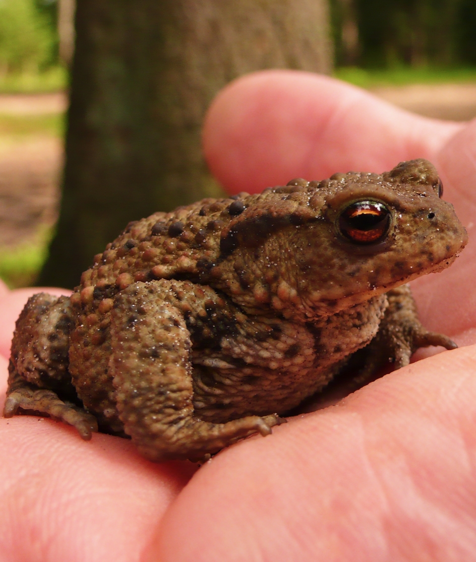 Een close-up van een pad op menselijke hand, gedetailleerd en scherp gefotografeerd.