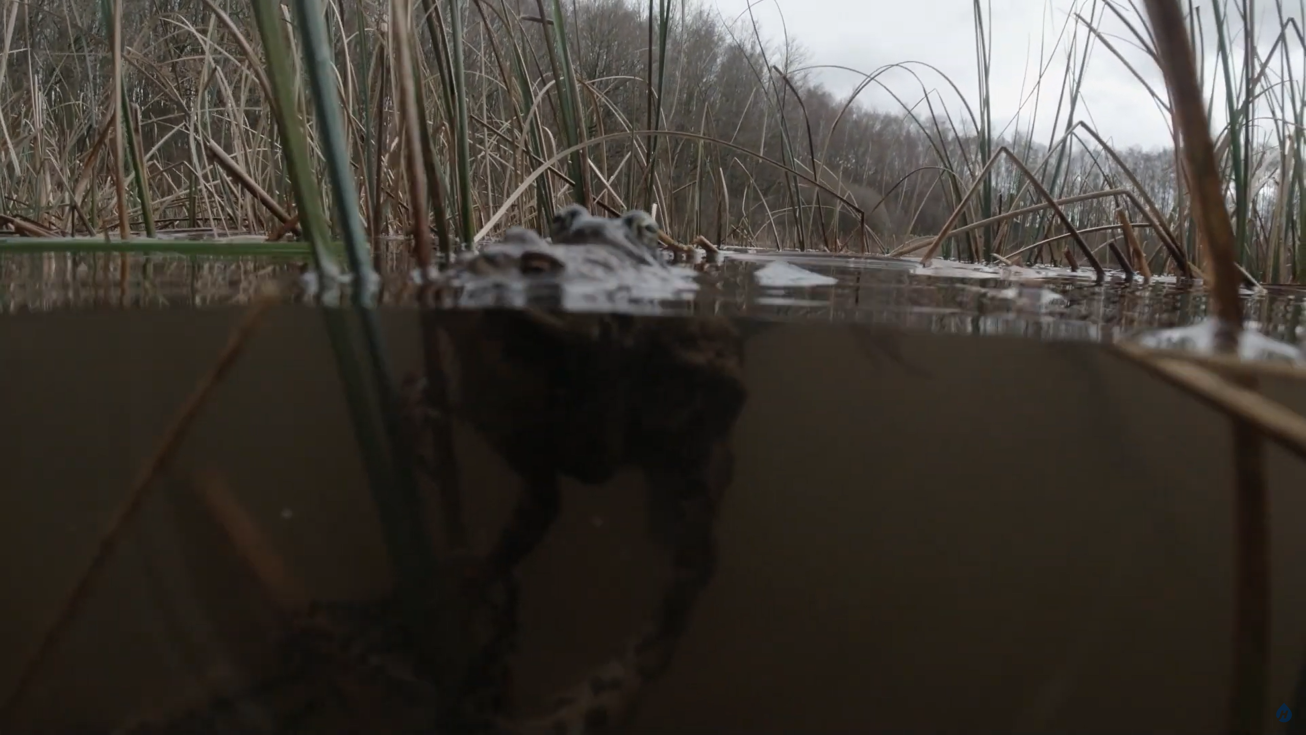Close-up van een krokodil in water tussen riet, met zicht op bomen in de achtergrond.