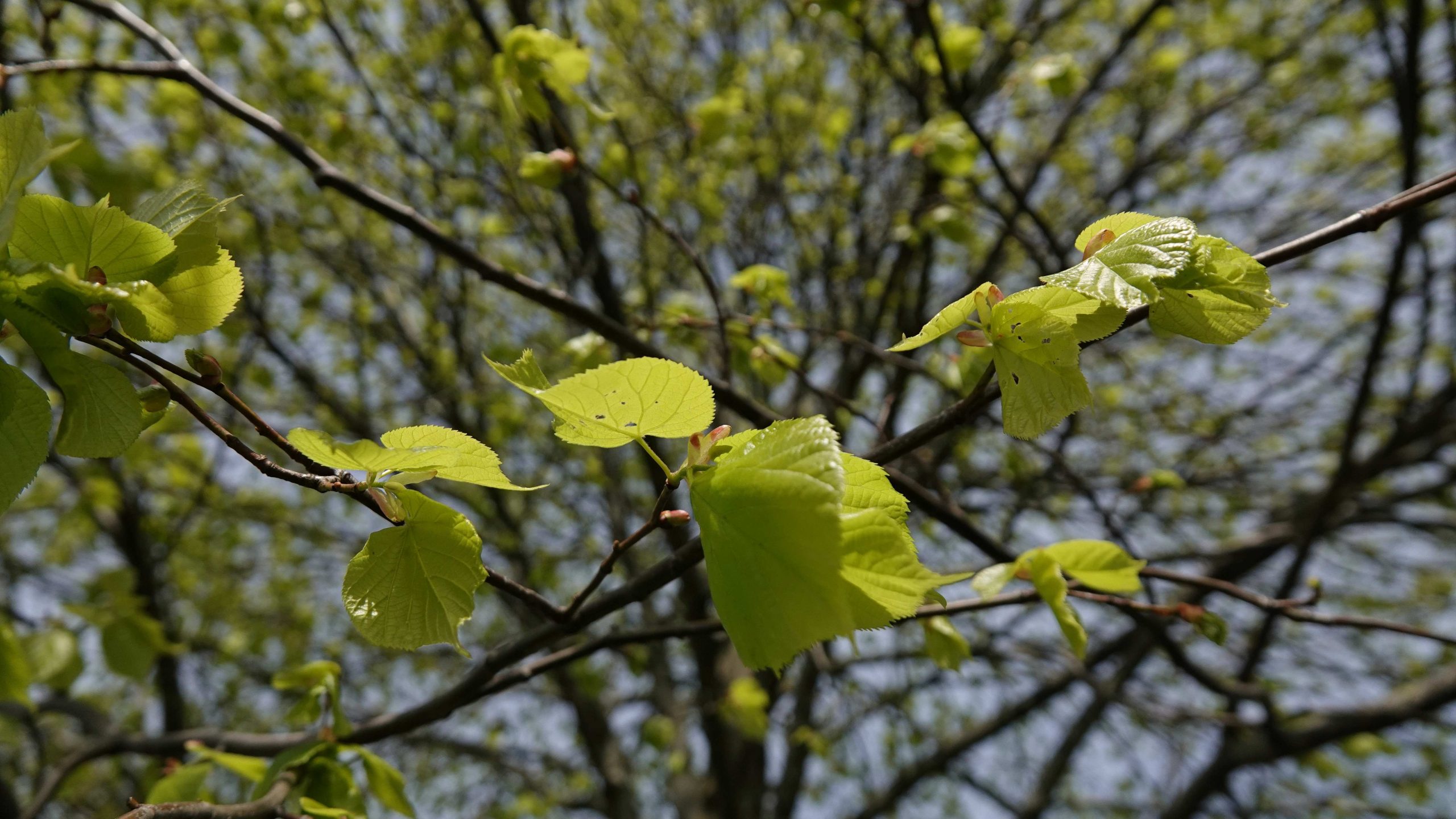 Boom met lentegroen blad tegen een blauwe hemel, gefotografeerd van onderaf.