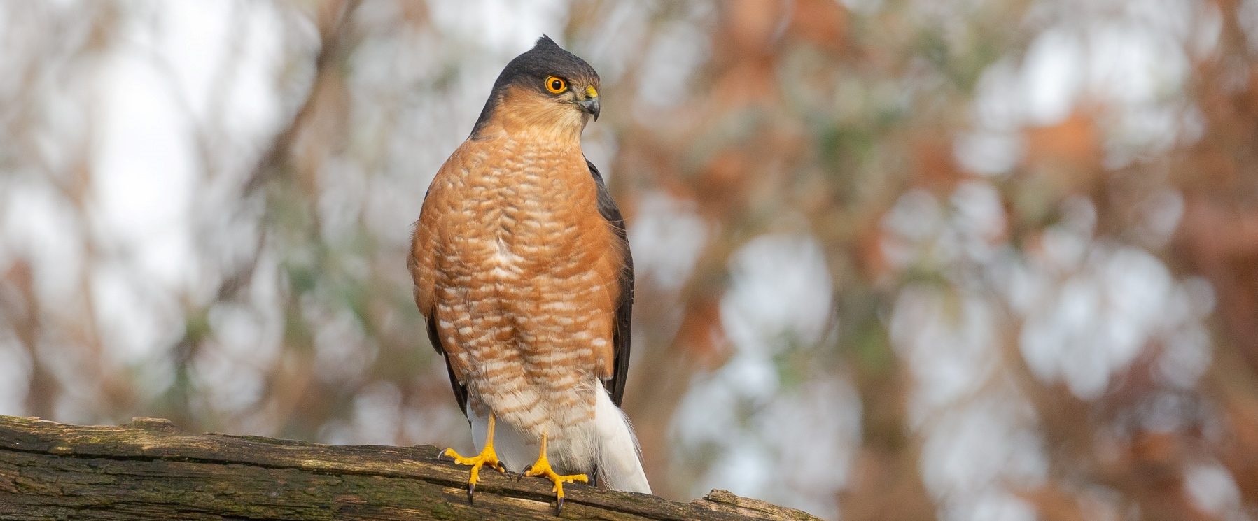 Een sperwer zit op een tak met een onscherpe achtergrond vol herfstkleuren.