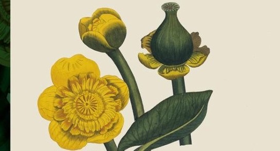 Illustratie van gele bloemen met groene stengel en bladeren tegen een beige achtergrond.